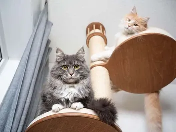 14 Free DIY Floor to Ceiling Cat Trees (With Pictures)
