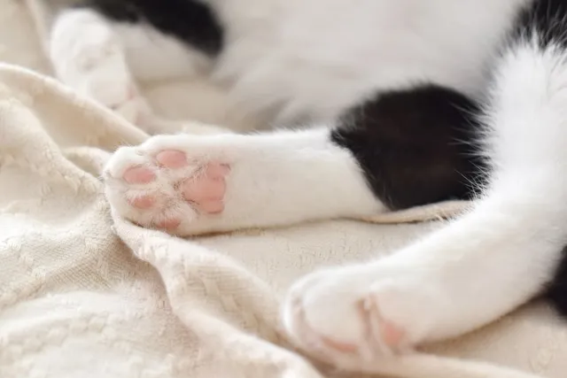 Do Cat Paw Pads Grow Back? Vet Approved Facts & FAQs