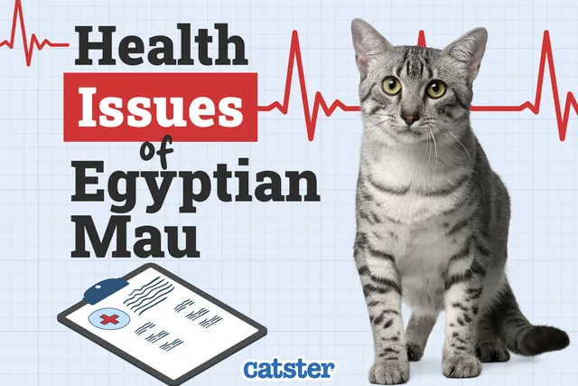 5 Egyptian Mau Health Problems to Watch Out For