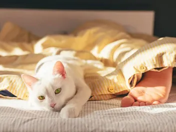 Why Do Cats Sleep at the Foot of the Bed? 8 Possible Reasons for This Behavior (Vet Reviewed)