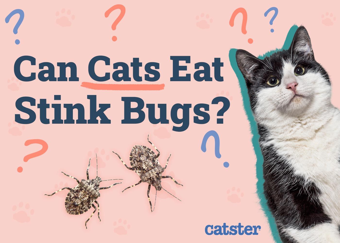 Can Cats Eat Stink Bugs