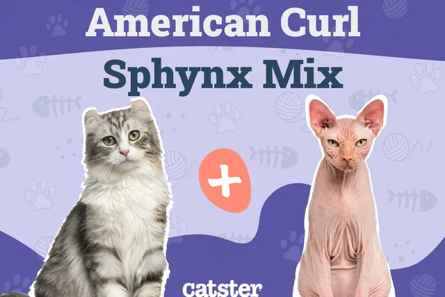 Elf Cat Breed Info: Pictures, Temperament & Traits