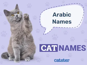 400+ Arabic Cat Names: Great Ideas for Your Cool Cat