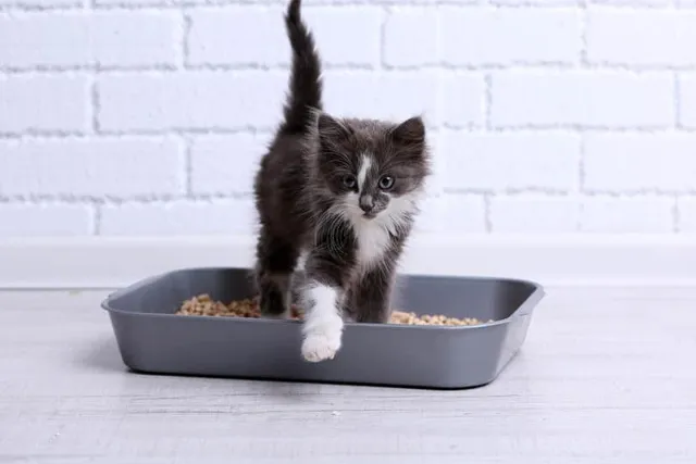 Why Won’t My Kitten Poop? 7 Vet-Reviewed Reasons & Solutions