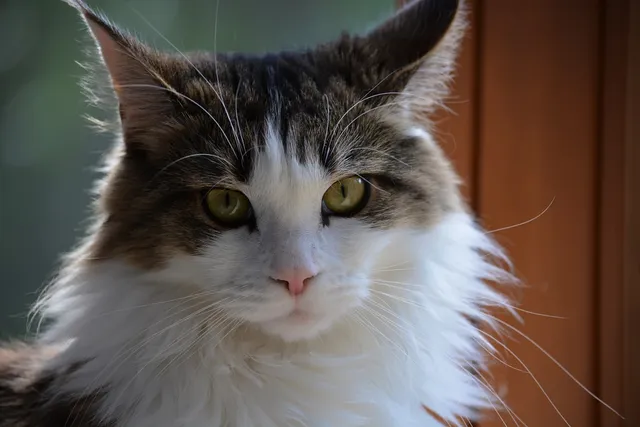 15 Cat Breeds Similar to Maine Coon (With Info & Pictures)
