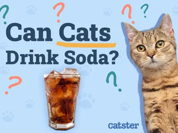 Can Cats Drink Soda? Vet Approved Nutrition & Safety