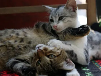 What Are the Pros & Cons of Having Two Cats? Vet Approved Advice