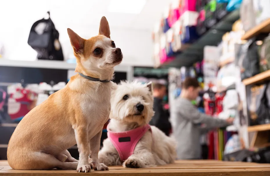 Portrait of chihuahua and west highland terrier dogs in a pet store