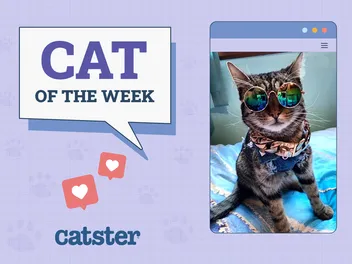 Catster Photo Contest: Cats of the Week Winners (October 9, 2025)