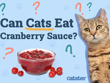 Can Cats Eat Cranberry Sauce? Vet Reviewed Health Risks & Alternatives