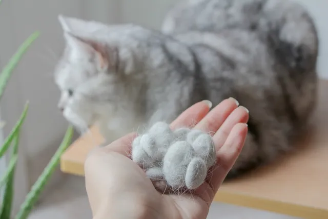 Why Is My Cat Pulling Their Hair Out? 7 Vet-Reviewed Reasons