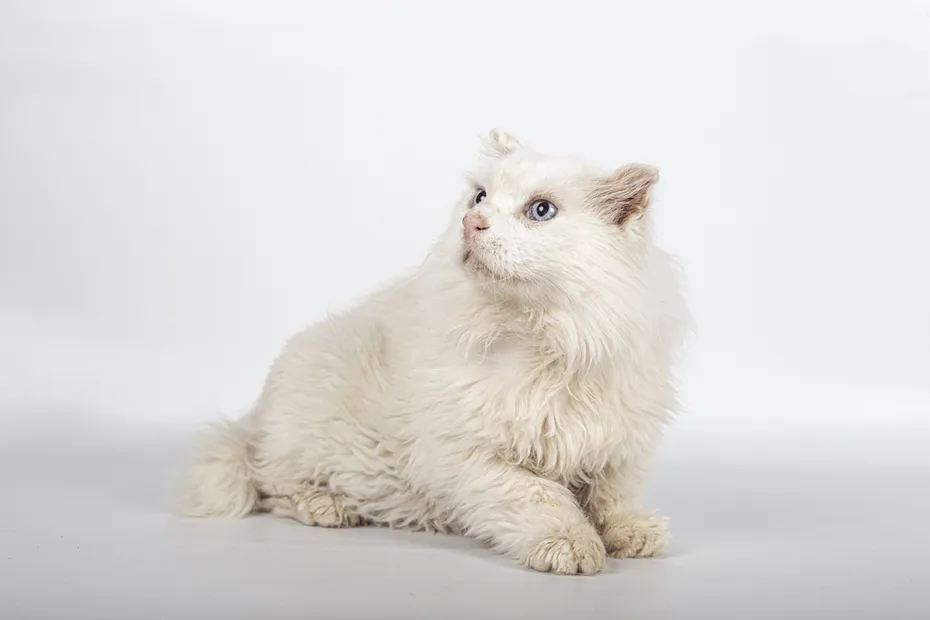 A beautiful white British long-haired cat with blue eyes with a cute face on a white background