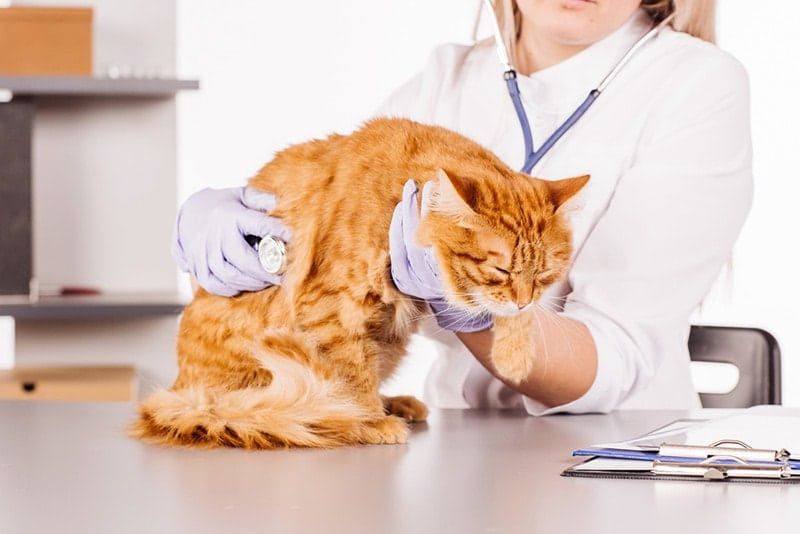 vet checking up the cat