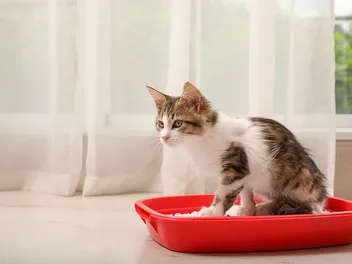 Pandora’s Syndrome in Cats: Causes, Signs & Treatment (Vet Answer)