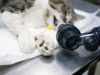 How Do I Give CPR to a Cat? Vet-Verified Step-by-Step Guide