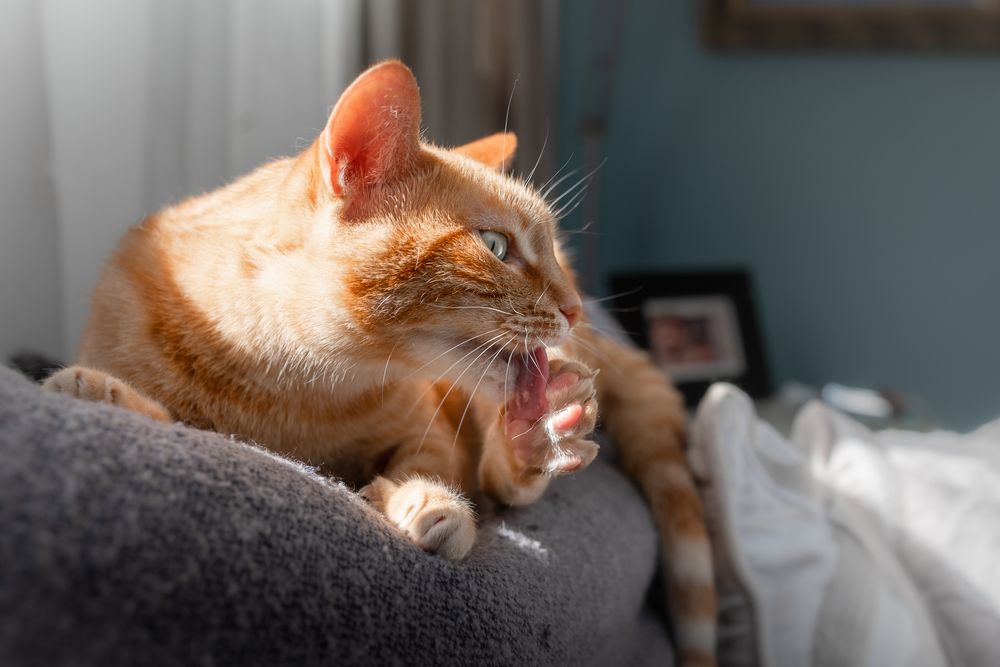 brown tabby cat with green eyes lying on the sofa, bites its nails