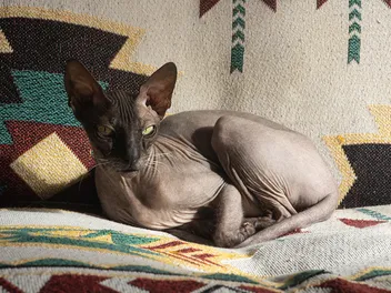 Donskoy Cat Breed: Info, Pictures, Temperament & Traits
