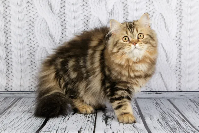 Scottish Straight Longhair: Info, Pictures, Care, & Traits