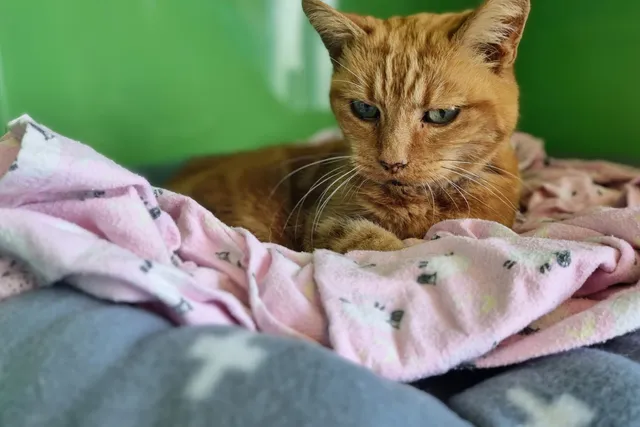 The Terminal Purr: When Purring Isn't A Sign of Happiness
