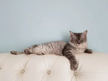 6 Amazing DIY Cat Couch Plans You Can Create at Home