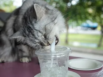 Why Do Cats Like Straws? 6 Likely Reasons