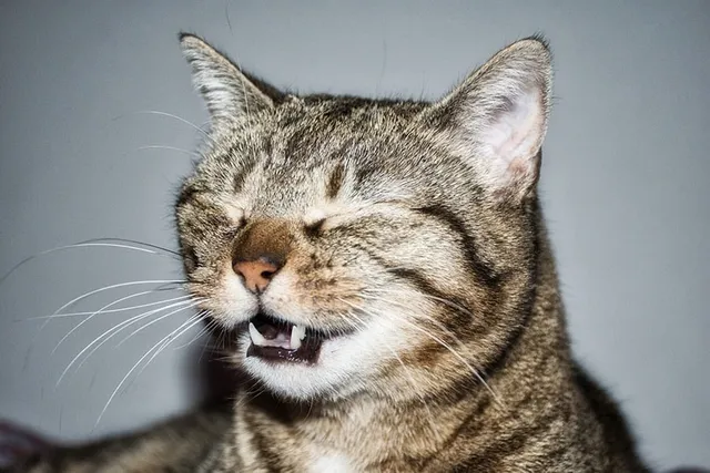Why Is My Cat Sneezing All of a Sudden? 6 Vet-Reviewed Reasons