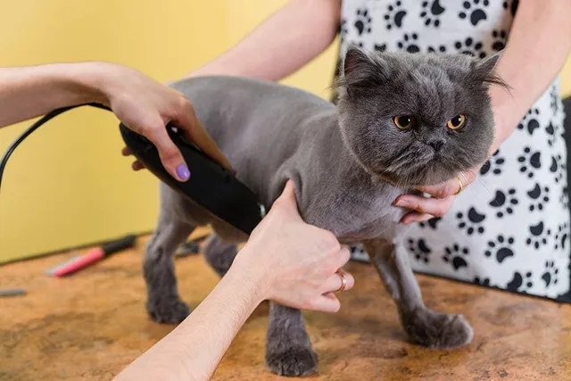 How to Shave a Cat in 8 Vet-Reviewed Steps