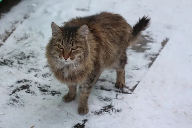 How Do Outdoor Cats Survive Cold Winters? Vet-Verified Facts & Care Tips