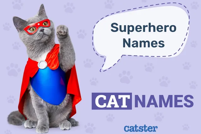 100+ Superhero Cat Names: Ideas for Active & Daring Cats