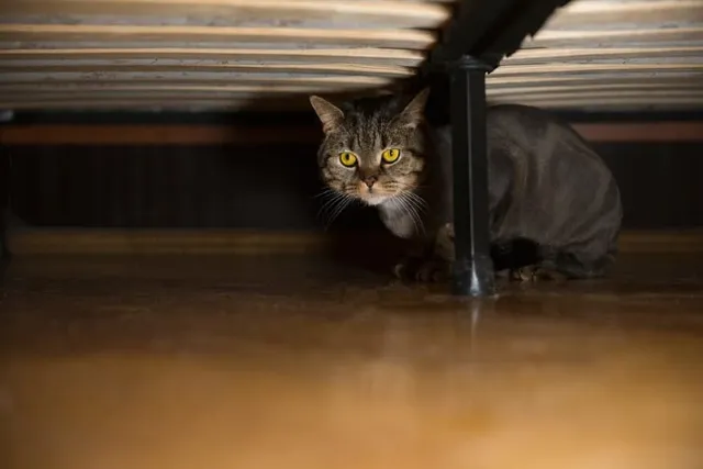 Why Your Cat Is Hiding Under the Bed: 9 Vet-Reviewed Reasons & Tips