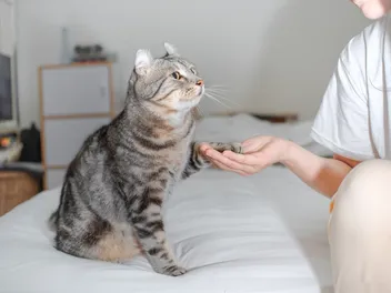 How to Train Your Cat to Be a Therapy Cat: 5 Vet-Reviewed Tips