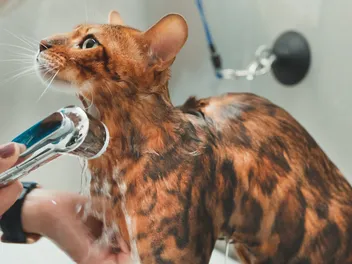 Does Hot Water Kill Fleas on Cats? Vet-Approved Facts & FAQ