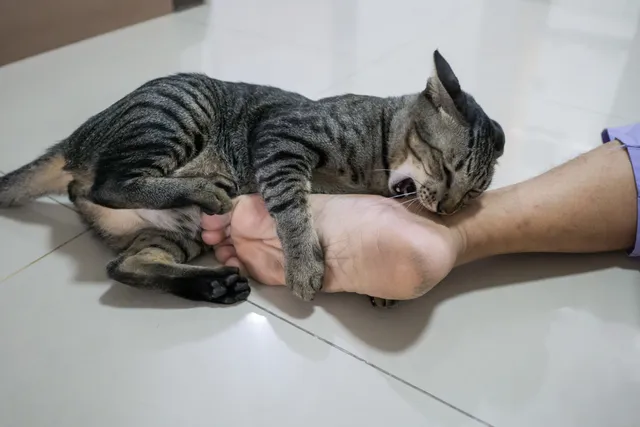 How to Stop Your Cat Biting When Playing: 7 Vet-Reviewed Tips