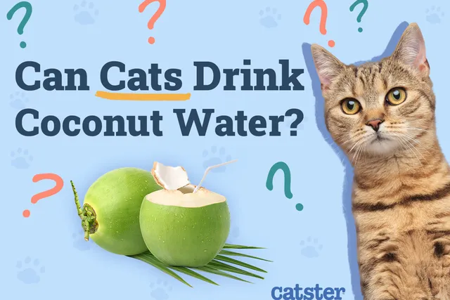 Can Cats Drink Coconut Water? Vet-Verified Nutrition Facts & FAQ