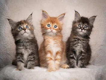 Maine Coon Kittens for Sale in Pennsylvania: Breeders List 2026