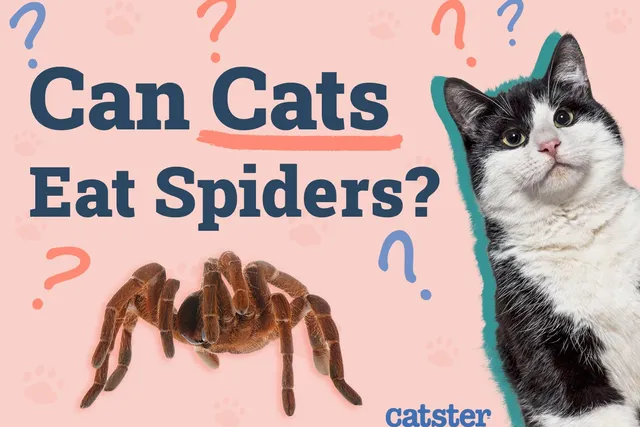 Can Cats Eat Spiders? Precautions & Facts