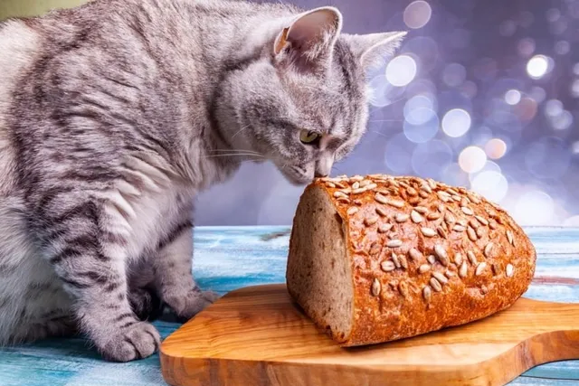 Why Do Cats Like Bread So Much? 4 Possible Reasons & Vet-Approved Alternatives