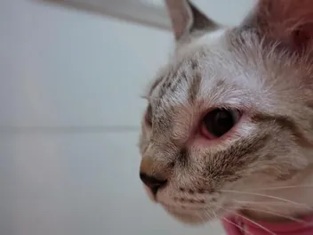 Can Cats Get Pink Eye? Vet Reviewed Facts & FAQ