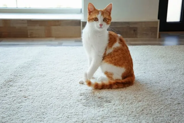 Why Is My Cat Peeing on the Carpet & How to Stop It: 7 Vet-Approved Reasons
