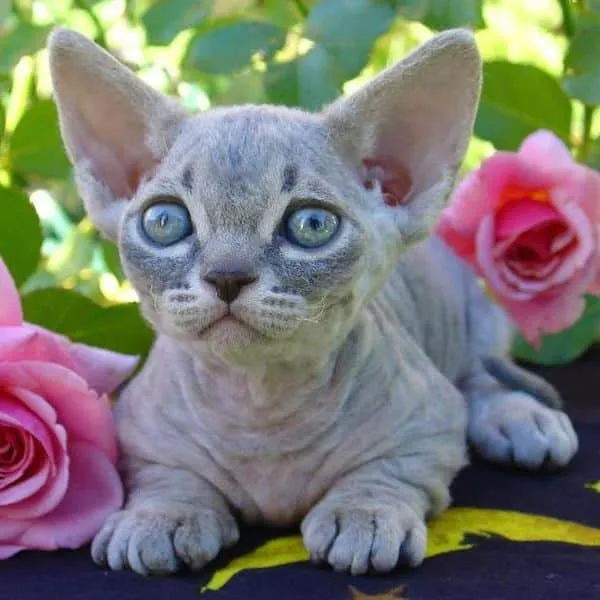 Minskin Kitten Female blue tabby color-pattern
