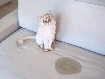 Why Cats Pee on Furniture (And How to Make Them Stop)