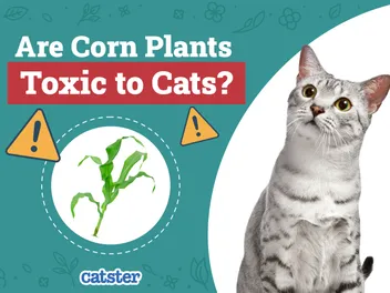 Are Corn Plants Toxic to Cats? Our Vet-Approved Advice