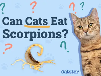 Can Cats Eat Scorpions? Vet Approved Facts & FAQ