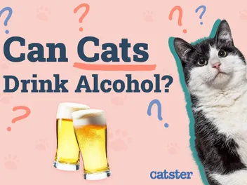 Can Cats Drink Alcohol? Vet-Verified Facts, Risks & Safety Tips