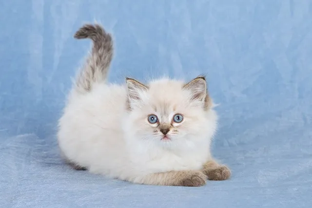 Ragdoll Kittens For Sale in Florida: Breeders List 2026