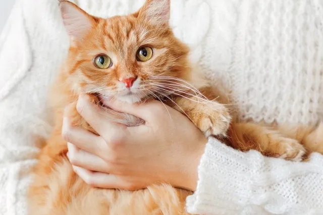 Cuddly Kitten Day 2026: What & When It Is