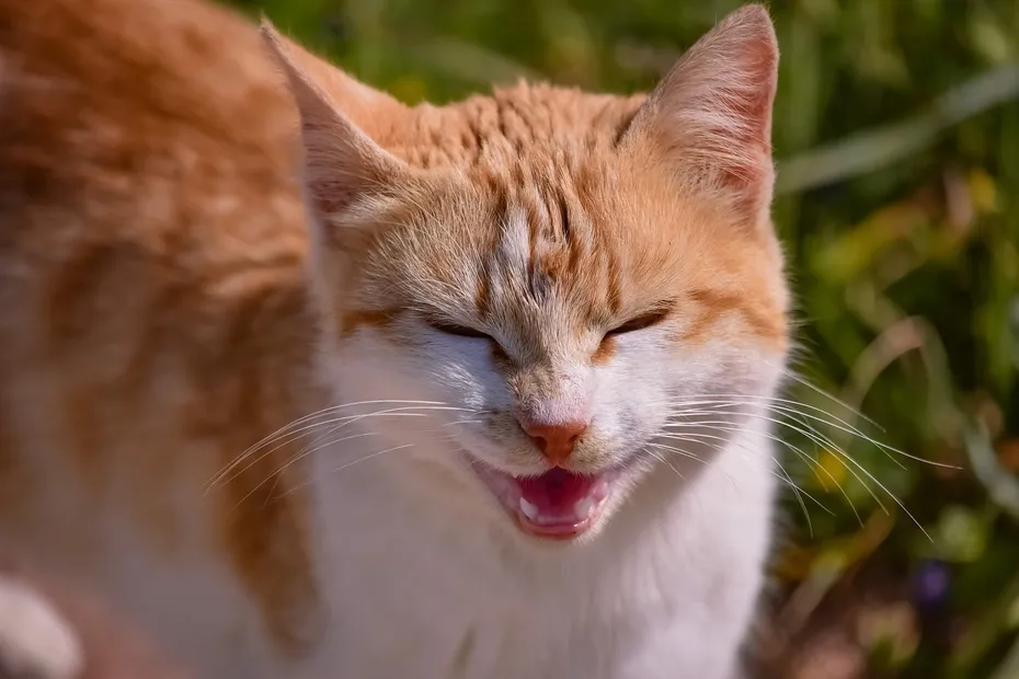 cat opening its mouth