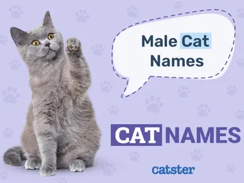 300+ Male Cat Names: The Ultimate List of Masculine, Adorable & Tough Options