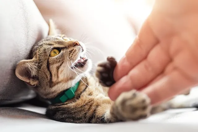 My Cat Isn’t Affectionate Anymore: 7 Vet-Reviewed Possible Reasons