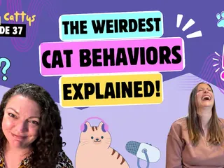Chatting About Weird Cat Behaviors, Hissing, & Cats Who Hump | Chatty Cattys, Episode 37
